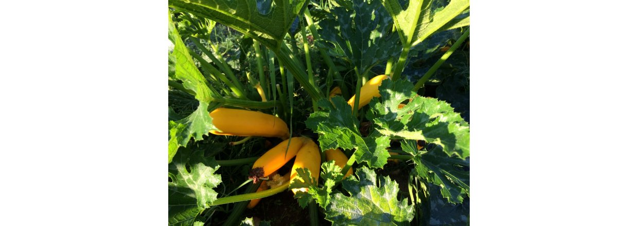 September 2016: Courgette-gratin