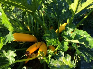 September 2016: Courgette-gratin