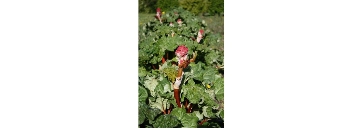 Maj 2015: Rabarber med crunch