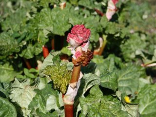 Maj 2015: Rabarber med crunch