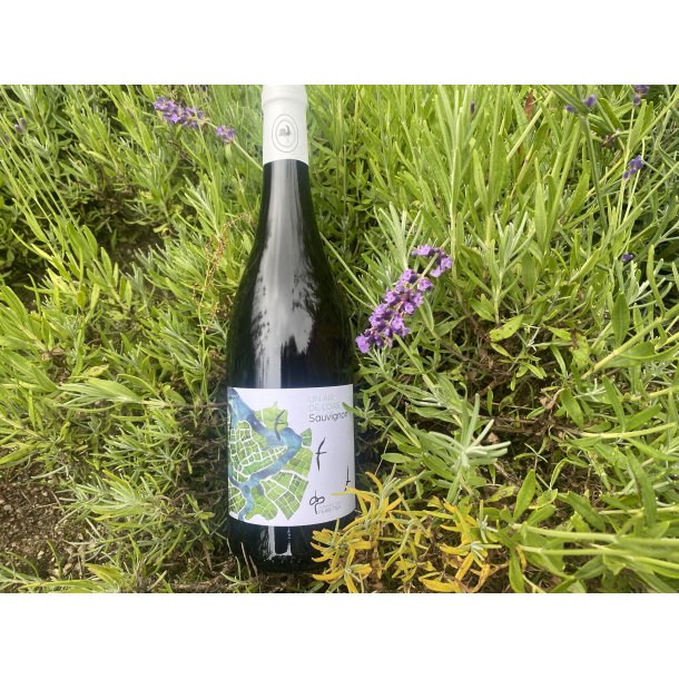 Sauvignon d't - Touraine